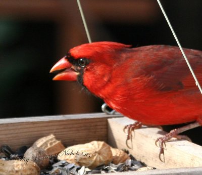Big red bird-01.jpg