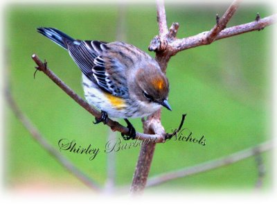 Yellow rump warbler.jpg