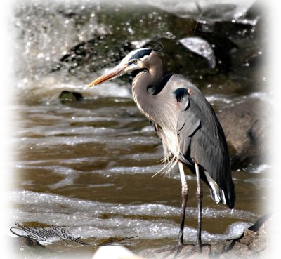 Blue heron 07.jpg