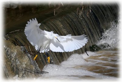 louisiana_egrets2006