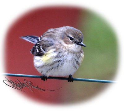 Yellow warbler.jpg