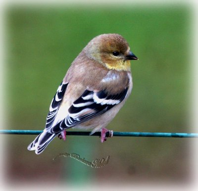 Yellow finch.jpg