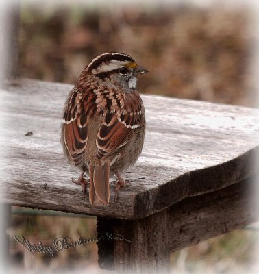 White thoated sparrow 