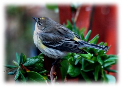 Yellow rump warbler-07.jpg