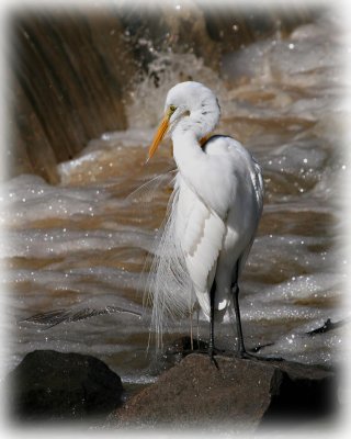 Egret drying feathers.jpg