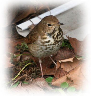 Hermit Thrush