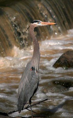 Blue heron-1.jpg