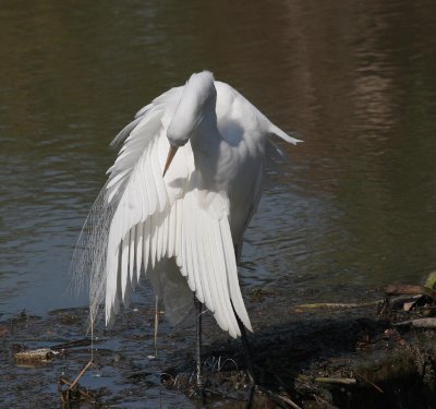 egrets_2007
