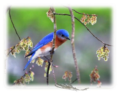 Blue bird 2007.jpg