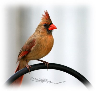 Female red bird-07-4.jpg