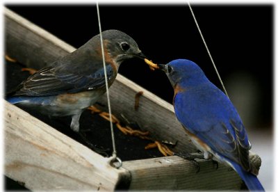 blue_birds-2007