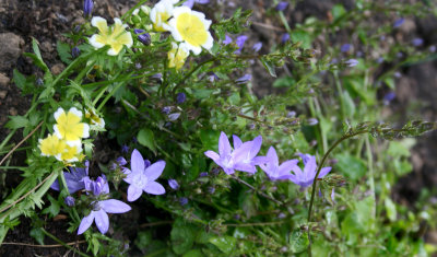 Small corner, small flowers