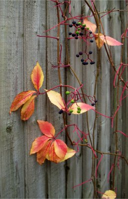 Leaves  and Berries hanging on