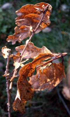 Oak Leaves