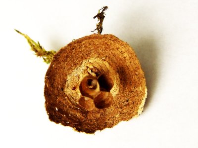 Wasp egg in nest