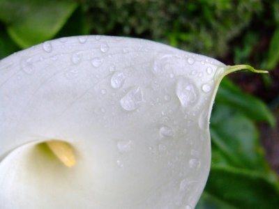 Lily after rain