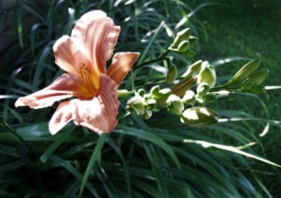 Day Lily