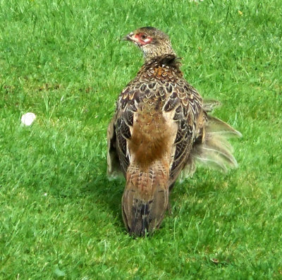 Hen Pheasant