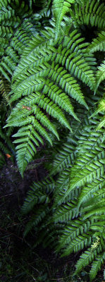 Fern