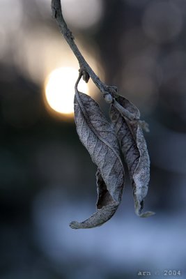 dry leaves