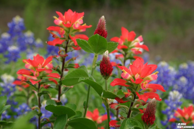 Indian Paintbrushes with Bluebonnets