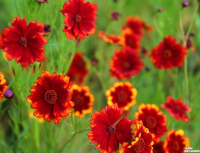 Coreopsis Wildflowers