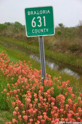 Indian Paintbrushes County Road 631