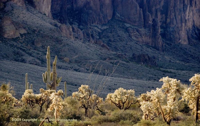Desert Cactus.jpg