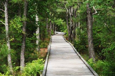 path.jpg