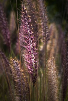 Tall grass blooming