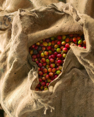 Coffee cherries ready for processing