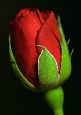 Vivid red rose