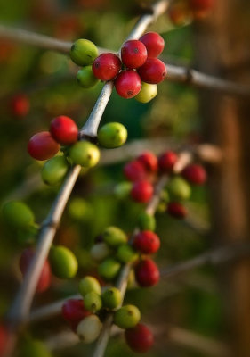 Kona coffee cherries VI