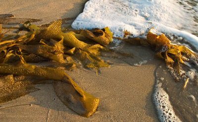 Washed seaweeds