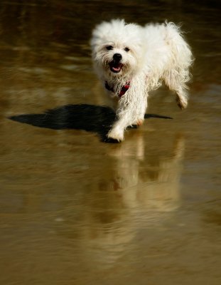 Freedom on the beach