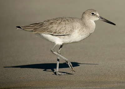 Willet at Santa Monica Beach