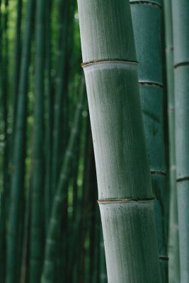 Sagano-Arashiyama bamboos