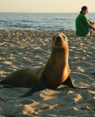 Sunbathing sea lion