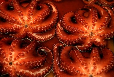 Octopus pattern - Akashi