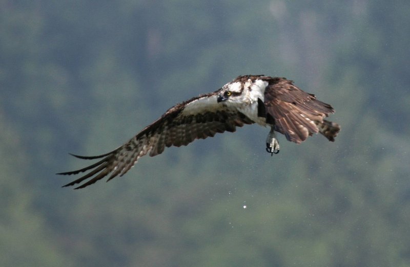 Osprey Observes his Catch - IMG_2023.JPG