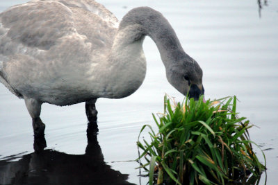 Even a SWan has to EAT - IMG_5944.JPG