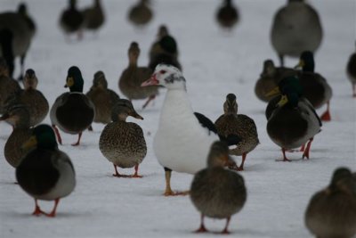 Ducks For All Seasons