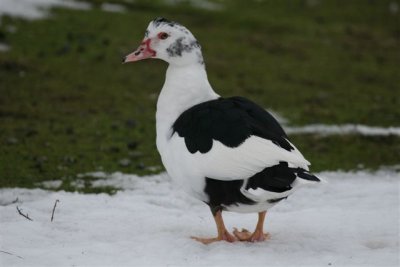 Ducks For All Seasons