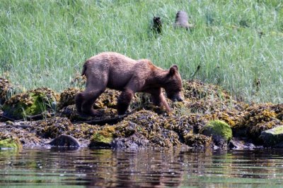 Cub on the Prowl - IMG_0210.JPG