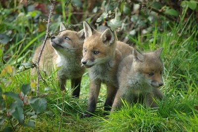 Foxes in the garden