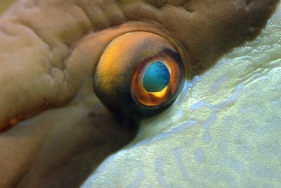 hogfish eye
