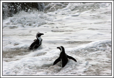 Pinguins.