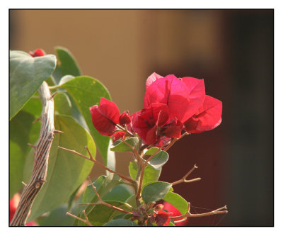 Bougainville