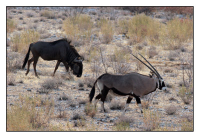 Dieren in Etosha (Namibie)