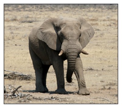 Dieren in Etosha (Namibie)